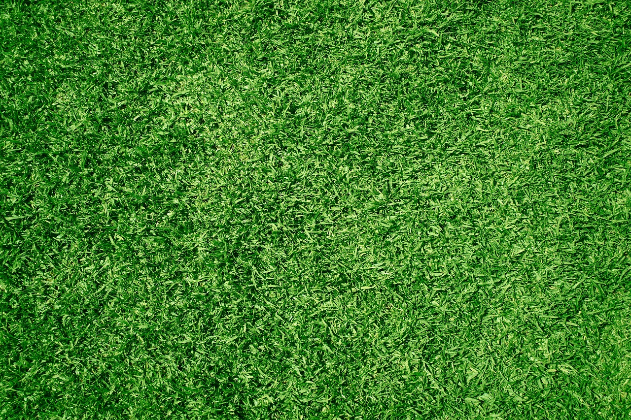 Freshly mowed and edged lawn